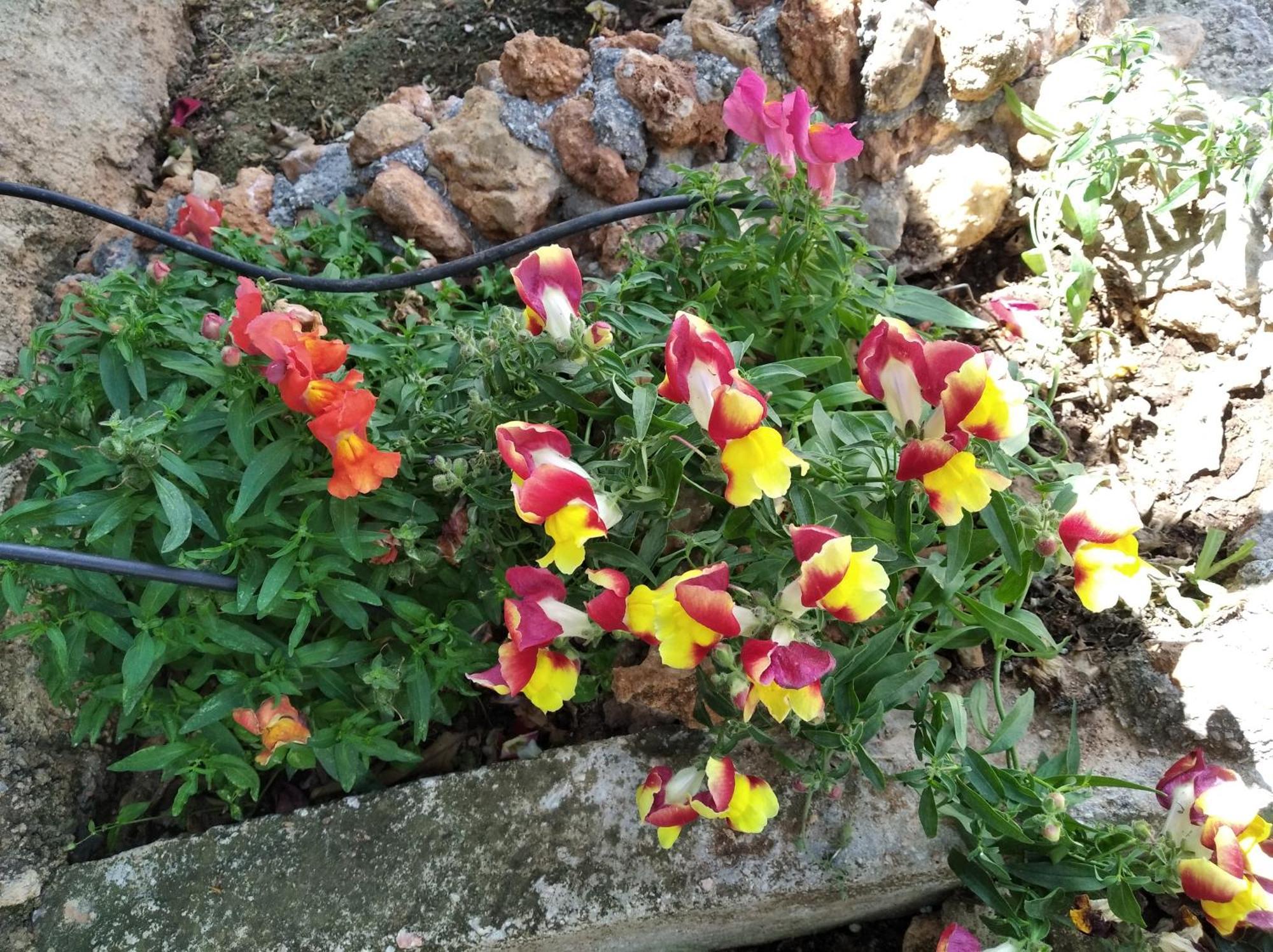 Garden House-Free Transfer From Airport Villa Artemida  Exterior foto